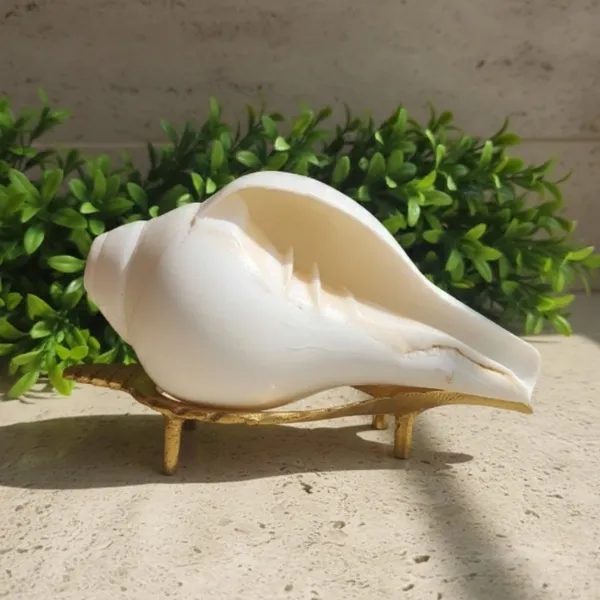 SUYAGYA Pure Shankh Big Original Natural Conch Shell for Pooja Vastu and Lakshmi Blessings