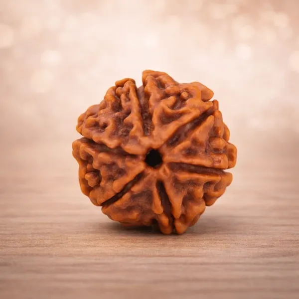 Original 6 Mukhi Rudraksha premium bead 20–22 mm by Suyagya