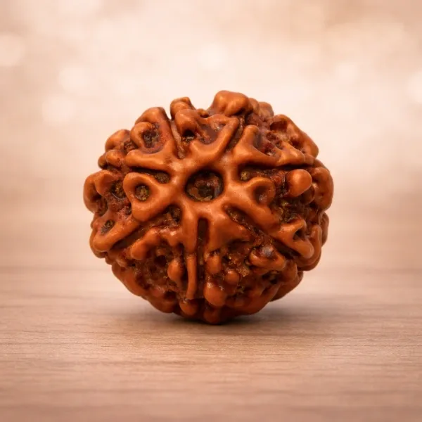 Original 7 Mukhi Rudraksha from Nepal with clear natural mukhi lines - Suyagya