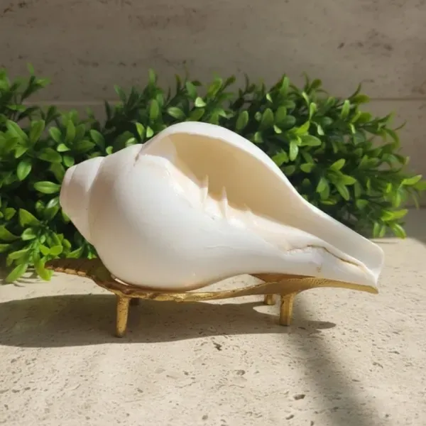 SUYAGYA Pure Shankh Big Original Natural Conch Shell for Pooja Vastu and Lakshmi Blessings