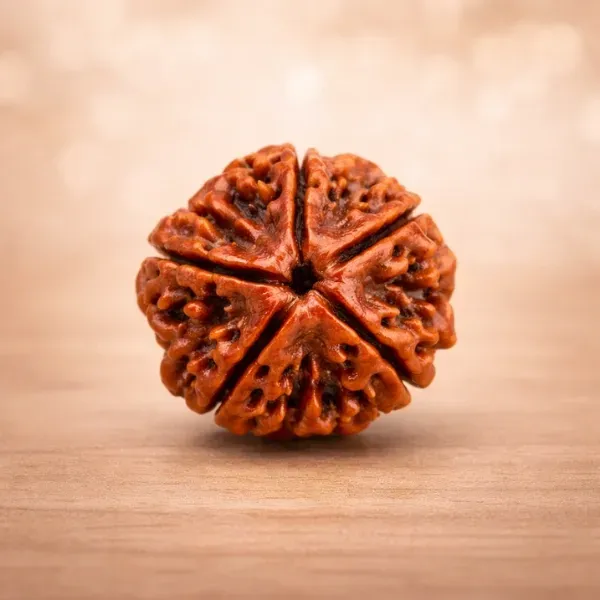 Original Nepal 5 Mukhi Rudraksha Bead - Govt Lab Certified | Suyagya