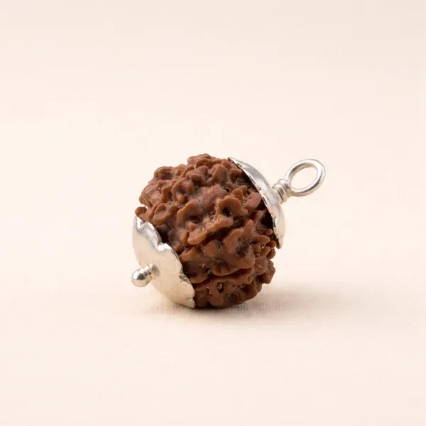 Original 7 Mukhi Rudraksha Nepal Clear Natural Mukhi Lines Mahalakshmi सात मुखी रुद्राक्ष - Suyagya India