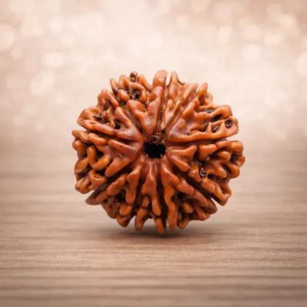 Original 8 Mukhi Rudraksha Nepal Clear Mukhi Lines Ganesha Bead आठ मुखी रुद्राक्ष - Suyagya India