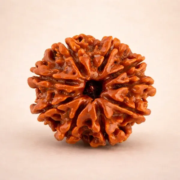 Original 9 Mukhi Rudraksha Nepal nine clear natural mukhi lines Durga certified | Suyagya