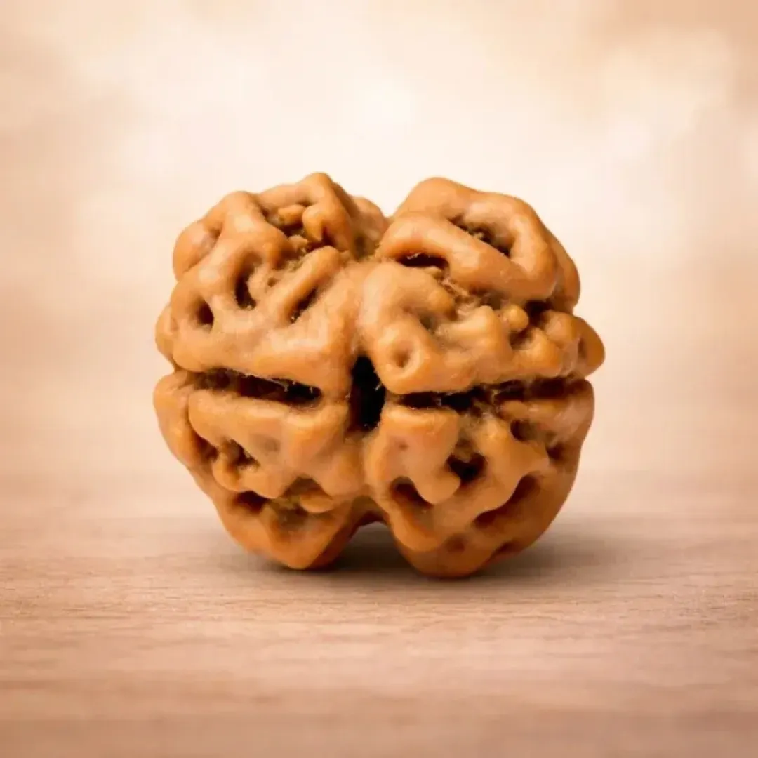 2 Mukhi Rudraksha Super Quality — The Bead of Unity, Harmony and Relationships