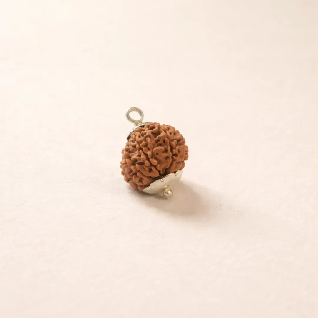 13 Mukhi Rudraksha Premium